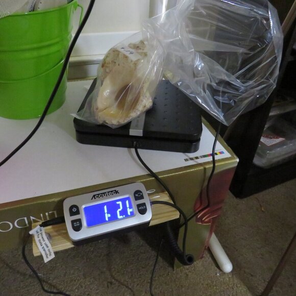 REAL Peach Orange Conch & Clam Sea Shell 7" & 4.5" - Picture 6 of 6